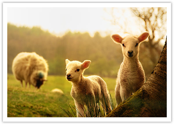 Indiana Sheep Checkoff Seeks Candidates for Board - Vimarsana News