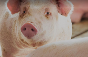 Spot Market Hog Pandemic Program Eligibility Broadened