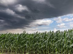 USDA Updates Crop Insurance Plans to Broaden Access
