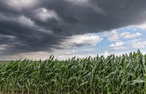 USDA Updates Crop Insurance Plans to Broaden Access